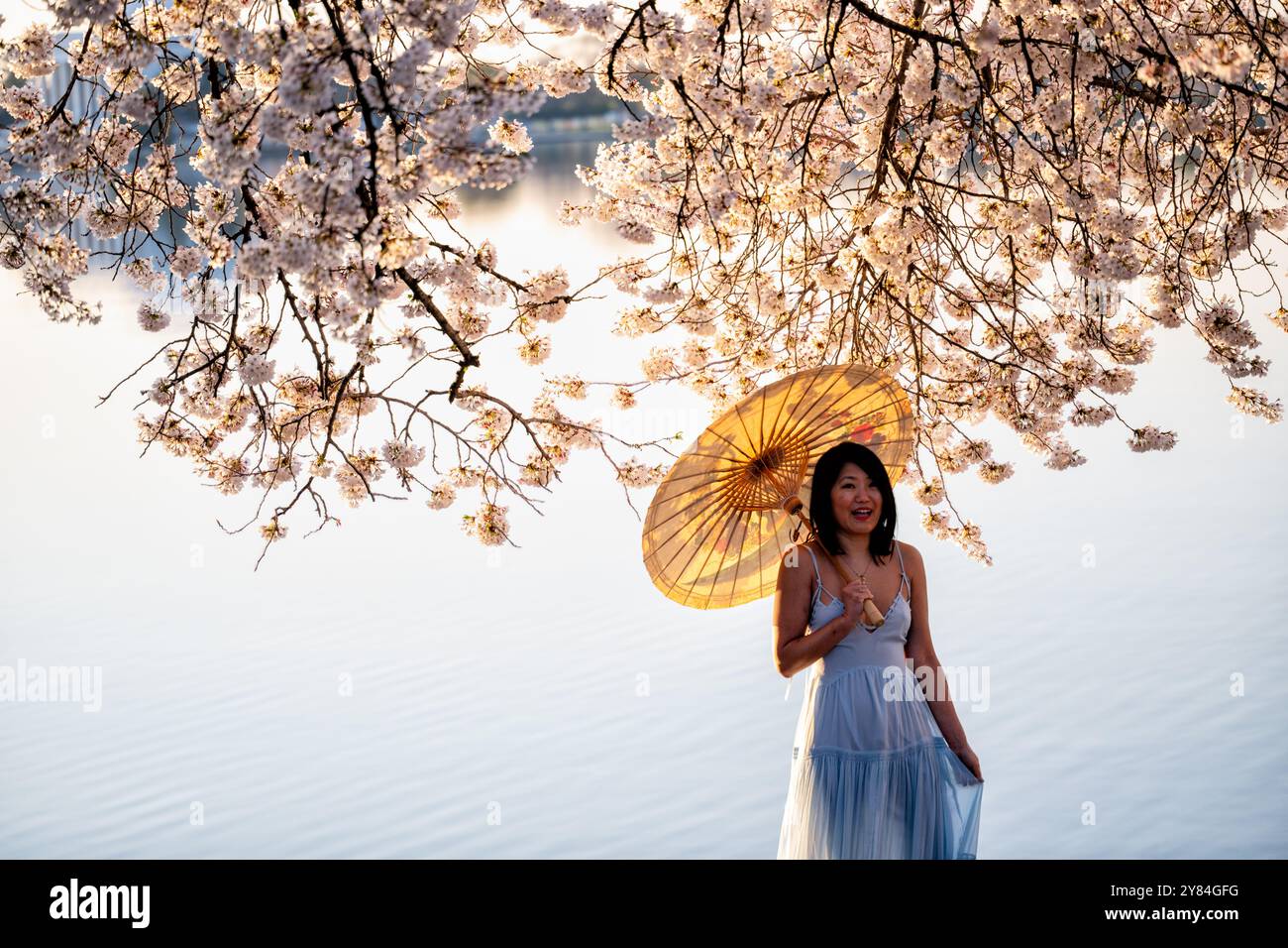 WASHINGTON DC, États-Unis — Une femme pose pour des photos sous des cerisiers en fleurs au Tidal Basin à Washington DC, tenant un parapluie traditionnel japonais en papier (wagasa). Cette scène pittoresque, combinant les emblématiques fleurs printanières avec des éléments traditionnels japonais, illustre la fusion culturelle célébrée lors du Festival national des cerisiers en fleurs. Les cerisiers en fleurs roses et blanches de Yoshino offrent une superbe toile de fond pour cette occasion de photo populaire. Banque D'Images