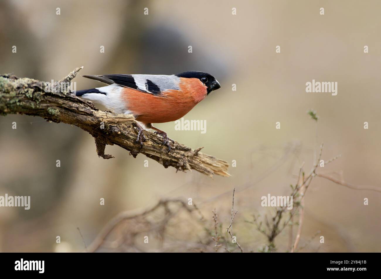 Mâle bullfinch sur perche Banque D'Images