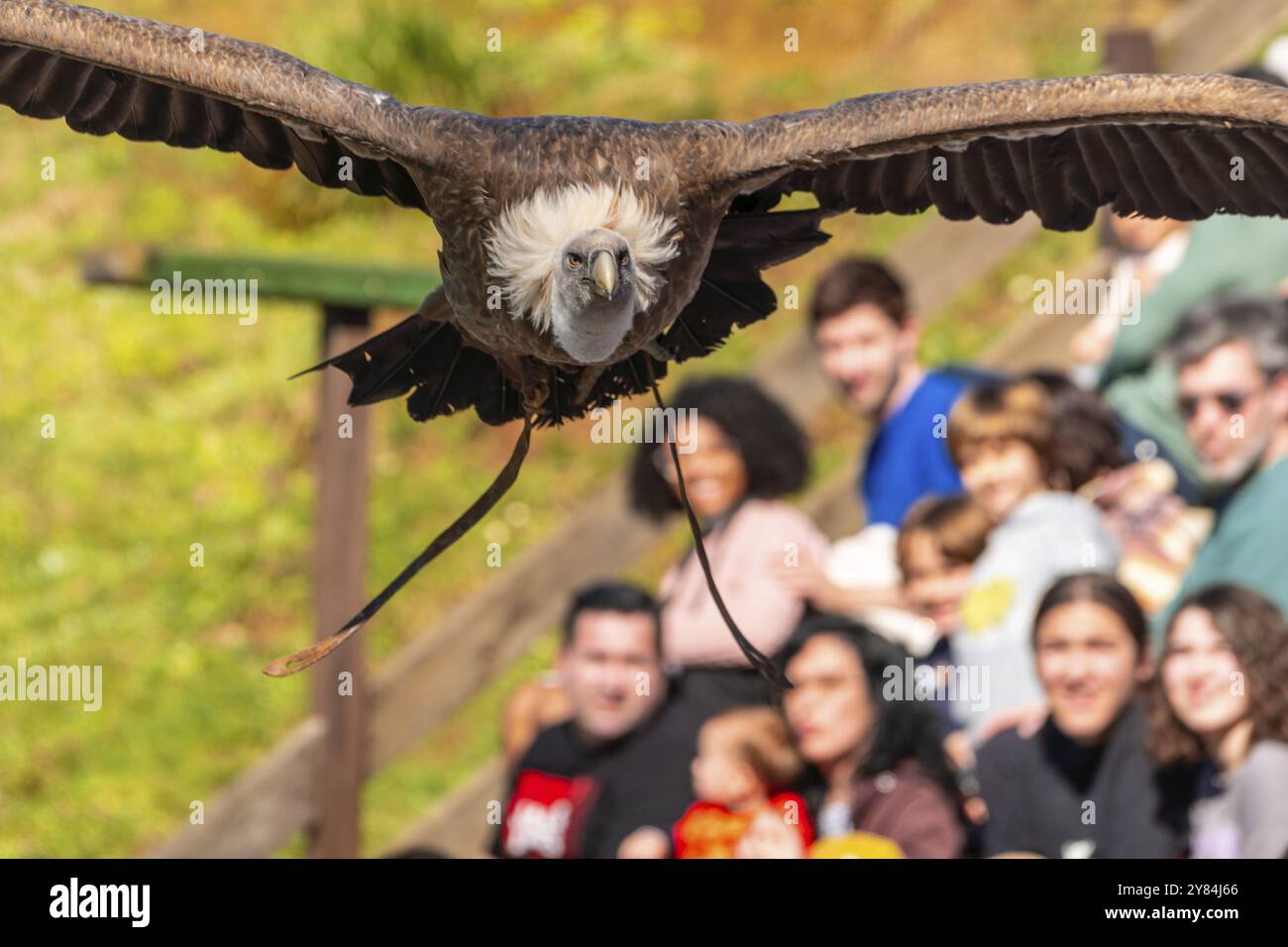 Un oiseau vole dans les airs avec un groupe de personnes qui l'observent. Scene est une scène d'excitation et d'émerveillement alors que l'oiseau s'élève dans le ciel Banque D'Images
