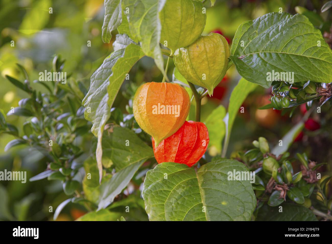 Fleur de lampion (Physalis alkekengi), belle fleur Banque D'Images