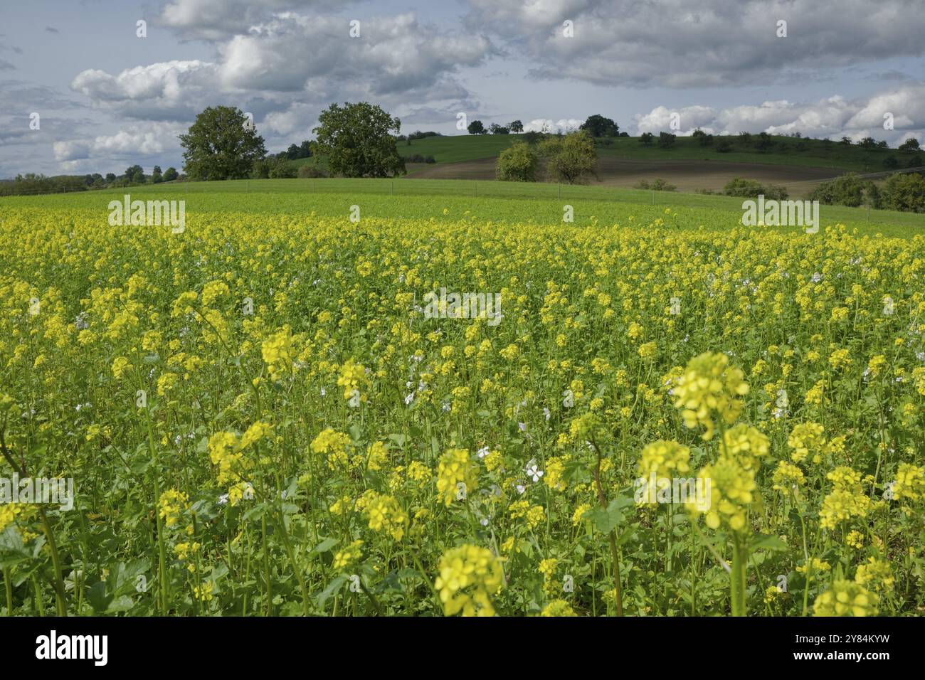 Champ de moutarde de campagne (Sinapis arvensis) près de Buehlerzell, septembre, automne, Buehlertal, Buehler, Schwaebisch Hall, Hohenlohe, Heilbronn-Franken, Banque D'Images