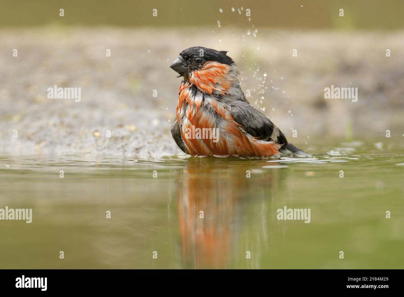 Bullfinch prenant un bain, bullfinch. Bullfinch prend un bain Banque D'Images