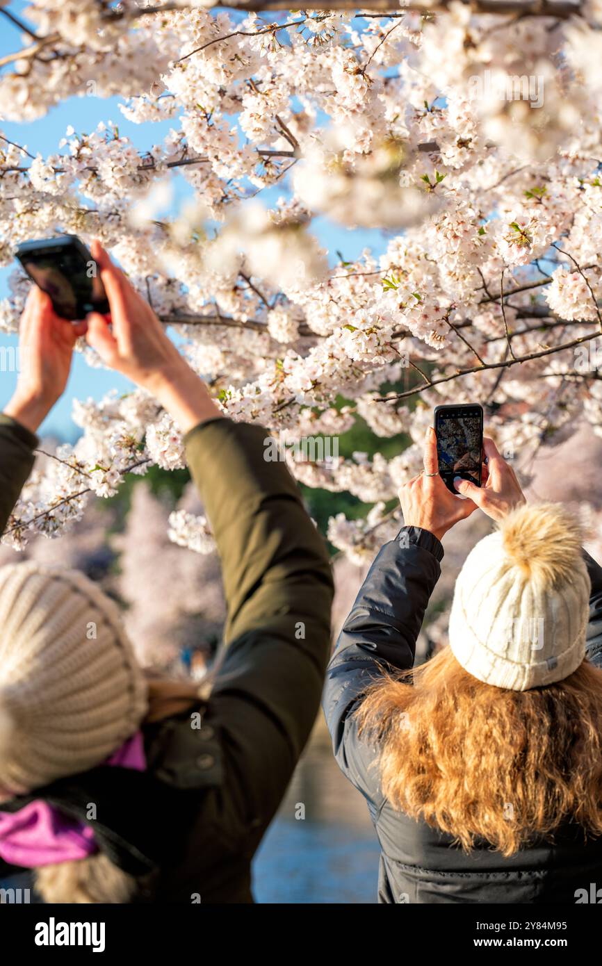 WASHINGTON DC, États-Unis — les visiteurs prennent des photos de cerisiers en fleurs le long du Tidal Basin à Washington DC. Touristes et habitants utilisent des smartphones et des appareils photo pour documenter le spectacle annuel des fleurs roses et blanches, créant une atmosphère animée pendant le pic du Festival national des cerisiers en fleurs. Le Jefferson Memorial peut être vu en arrière-plan, encadré par les cerisiers Yoshino en fleurs. Banque D'Images