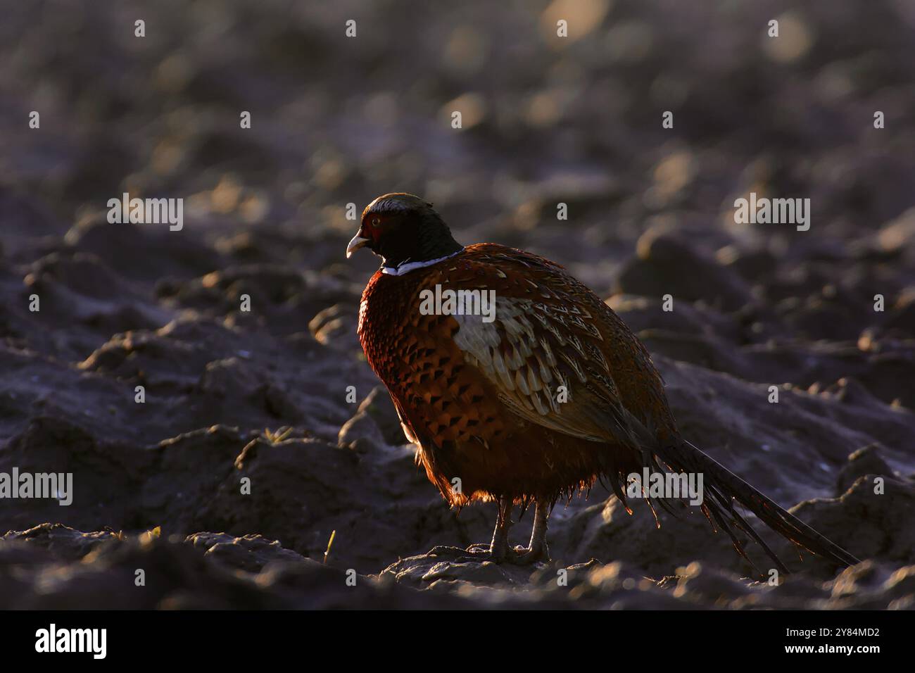 Faisan de Colchide mâle Banque D'Images