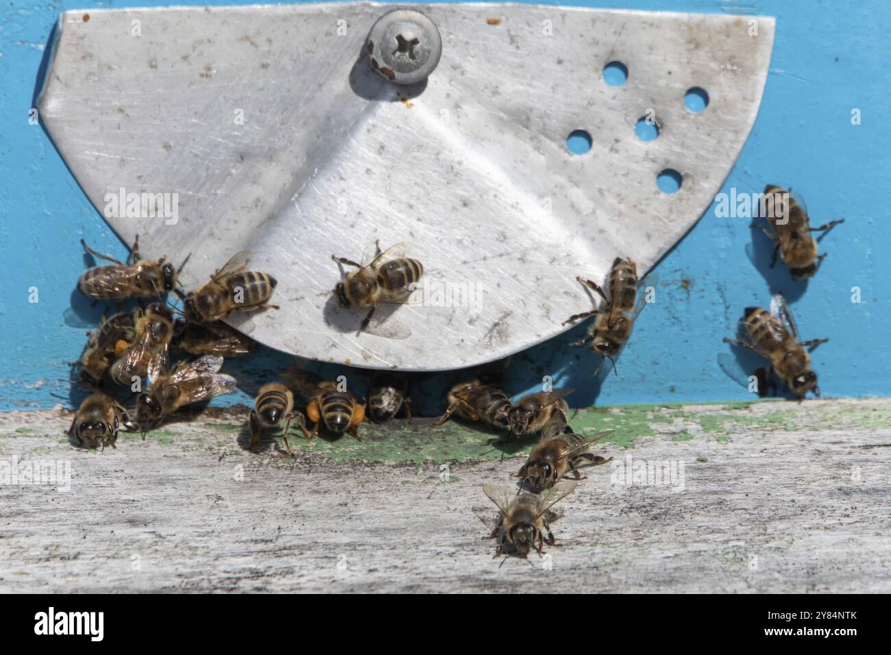 Vue détaillée des abeilles qui travaillent dans une ruche d'abeilles. arrière-plan flou. Gros plan des abeilles volantes. Ruche et abeilles en bois. abeilles retournant dans la ruche après un i. Banque D'Images