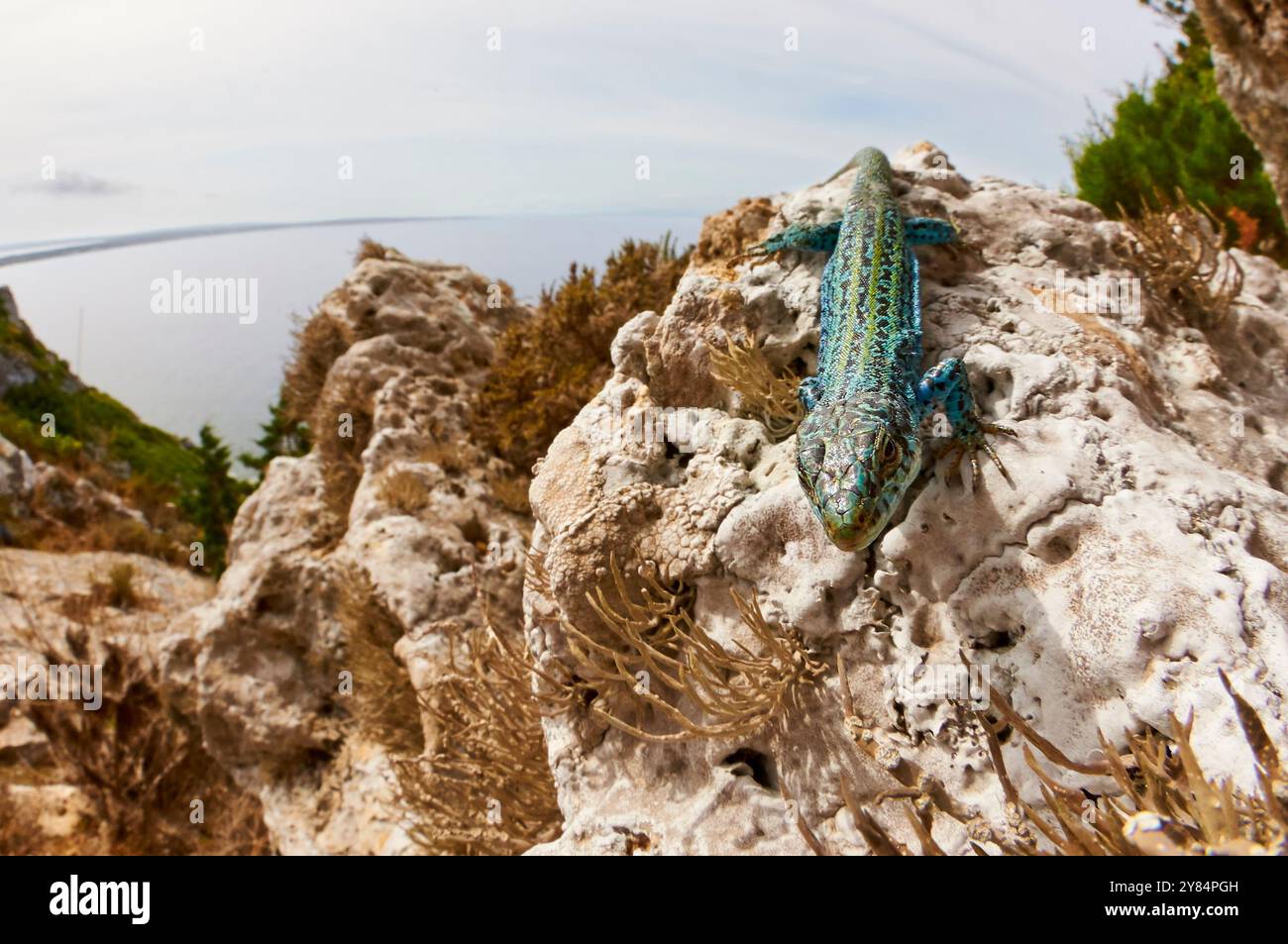 Sous-espèce de lézard de la muraille d'Ibiza (Podarcis pityusensis formenterae) sur une falaise côtière de la Mola (Formentera, Baléares, mer Méditerranée, Espagne) Banque D'Images