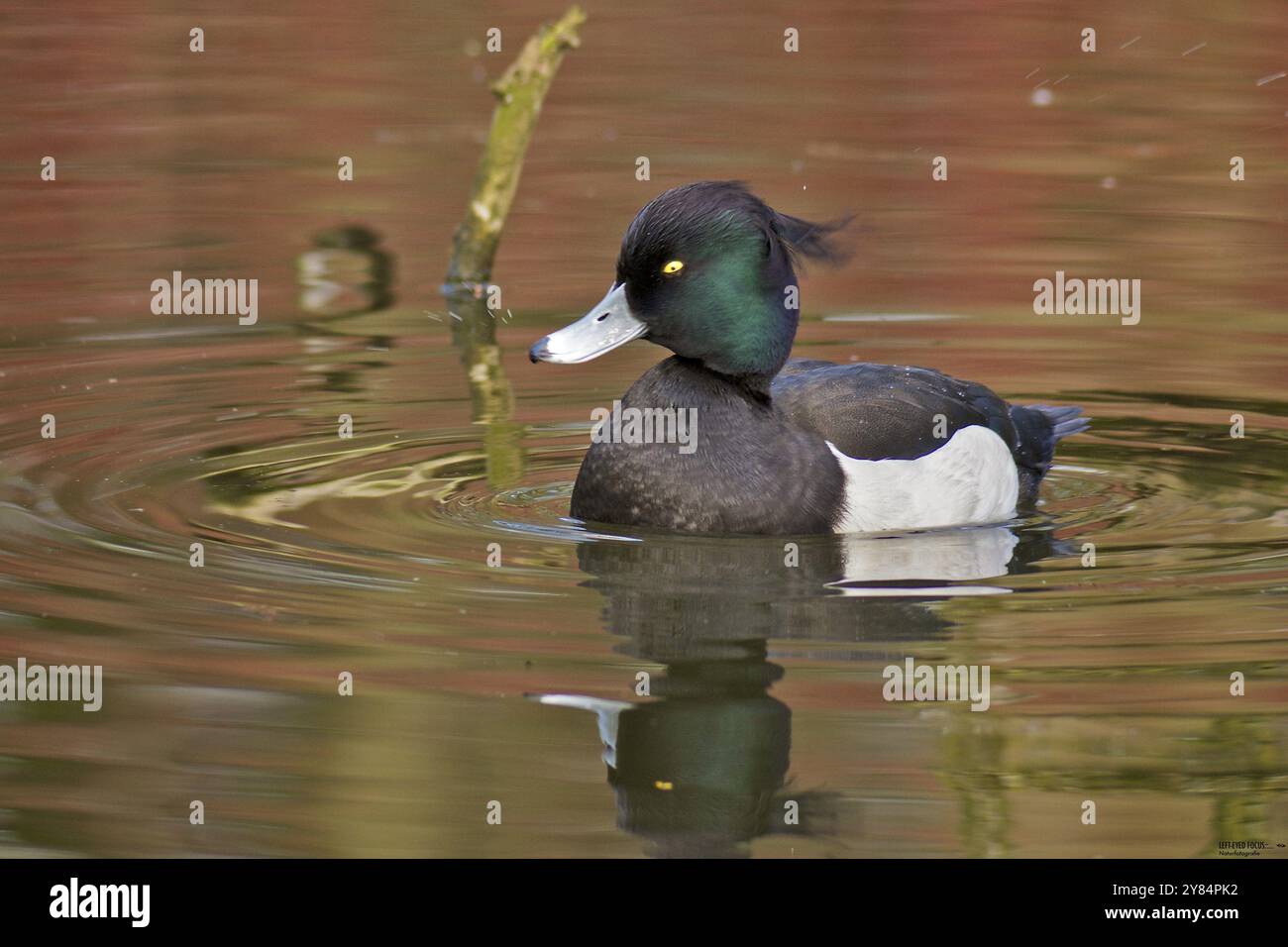 Canard touffeté secouant la tête Banque D'Images