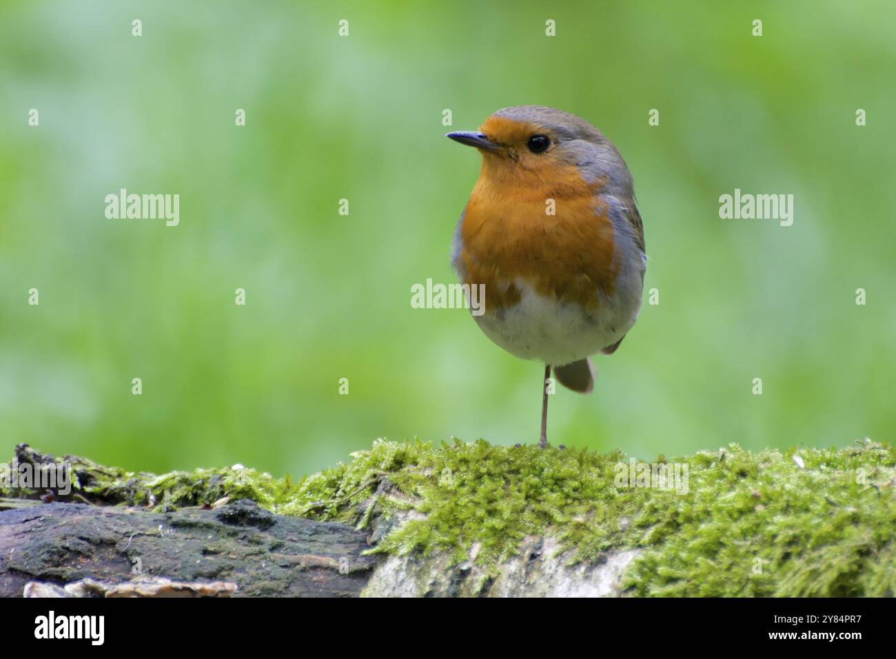 Robin debout sur une jambe Banque D'Images