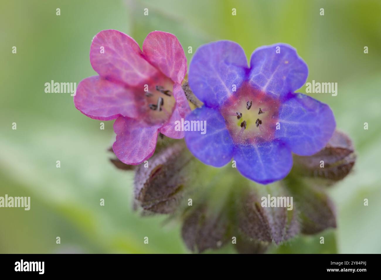 Poumon tacheté avec fleurs bicolores Banque D'Images