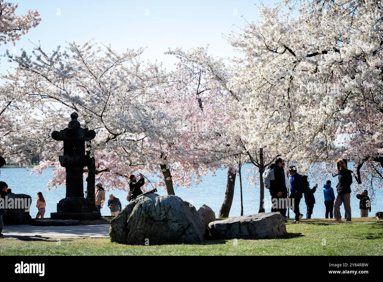 WASHINGTON DC, États-Unis — des cerisiers en fleurs encadrent la lanterne historique japonaise en pierre du Tidal Basin à Washington DC. La lanterne en granit vieille de 360 ans, entourée de cerisiers Yoshino en fleurs, est un symbole de l'amitié entre le Japon et les États-Unis. Cette scène emblématique, capturée lors du National Cherry Blossom Festival, met en valeur la fusion culturelle et les liens diplomatiques représentés par la floraison printanière annuelle. Banque D'Images