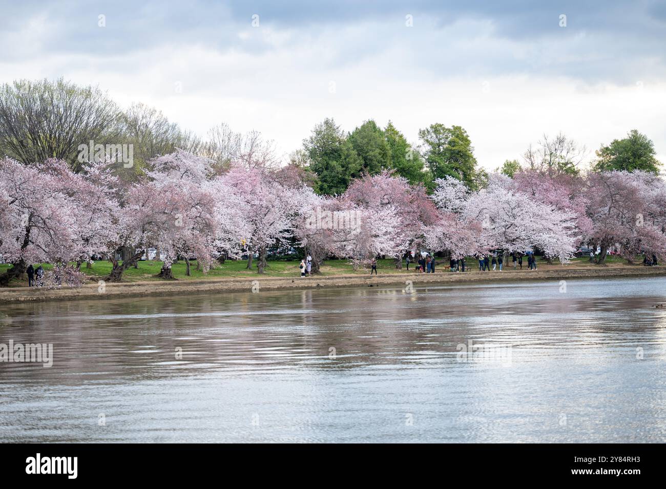 WASHINGTON DC, États-Unis — les visiteurs se promènent sous une canopée de cerisiers en fleurs le long du Tidal Basin à Washington DC. Les fleurs roses et blanches des cerisiers Yoshino créent un magnifique tunnel naturel au-dessus de la passerelle, tandis que les gens apprécient le spectacle annuel pendant le National Cherry Blossom Festival. Cette scène printanière emblématique capture l'essence de l'attraction saisonnière la plus appréciée de la capitale. Banque D'Images