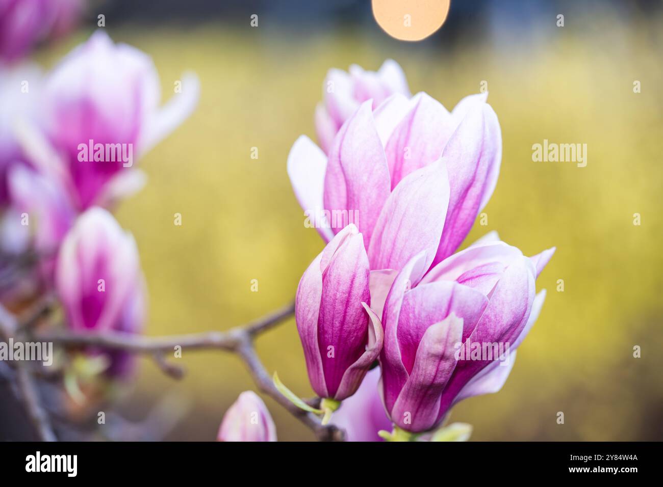 WASHINGTON DC, États-Unis — les magnolias de soucoupe fleurissent au George Mason Memorial au début du printemps. Le jardin commémoratif, dédié à l'un des pères fondateurs de l'Amérique, présente des plantations formelles et des arbres à fleurs. Ces magnolias sont l'une des premières expositions printanières de Washington, fleurissant généralement avant la floraison des cerisiers. Banque D'Images