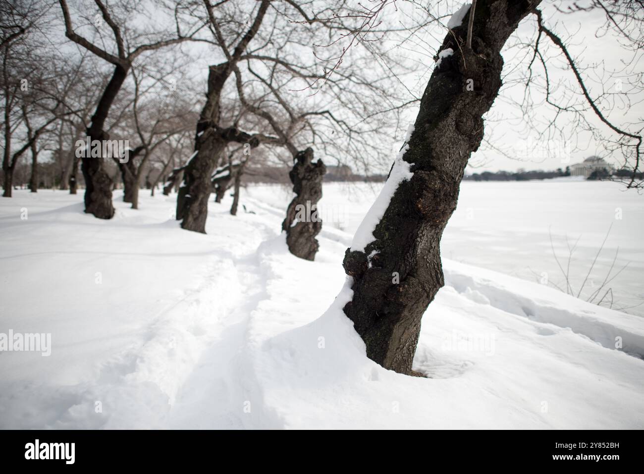 WASHINGTON DC, États-Unis — les cerisiers Yoshino recouverts de neige bordent le bassin de marée après le blizzard de janvier 2016 surnommé « Snowzilla ». La tempête hivernale a déversé plus de deux pieds de neige dans la région de Washington DC. L'événement météorologique historique a paralysé la capitale et transformé la zone normalement animée du Tidal Basin en un paysage hivernal calme. Banque D'Images