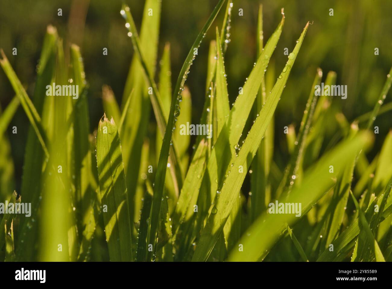 Gros plan de brins d'herbe avec des gouttelettes d'eau. Représentant la croissance, l'avenir, la terre, le modèle et le changement. Banque D'Images