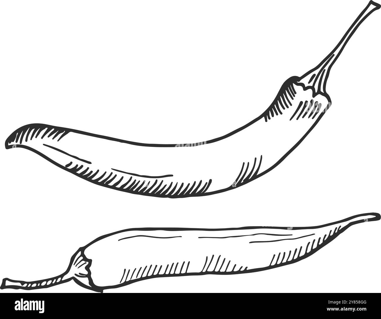 Croquis de piment fort. Légume frais dessiné à la main Illustration de Vecteur