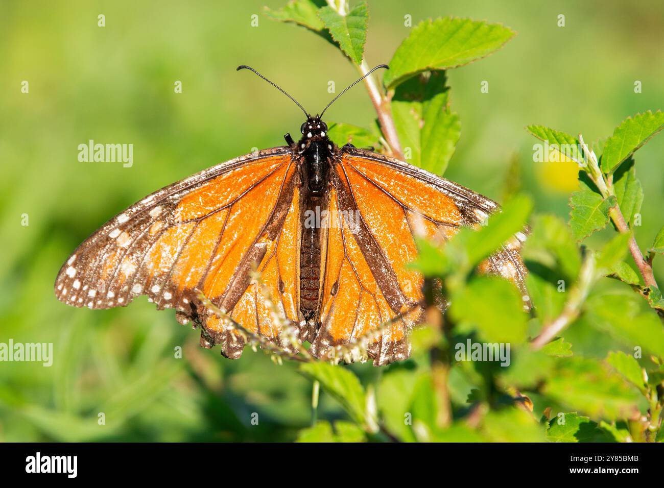 Le papillon d'aspersion tigre, également appelé Danaus melanippus, est un grand papillon frappant trouvé en Australie et dans certaines parties de l'Asie du Sud-est. Banque D'Images