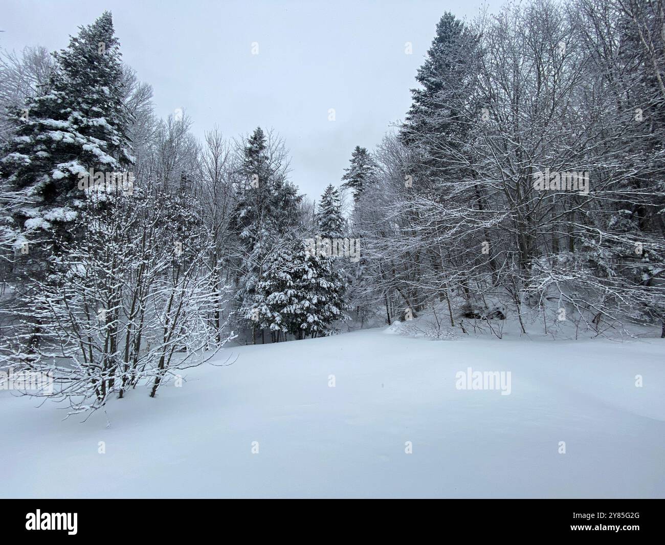 Neige fraîche au sol, Québec, Canada - Image de stock capturée avec un smartphone