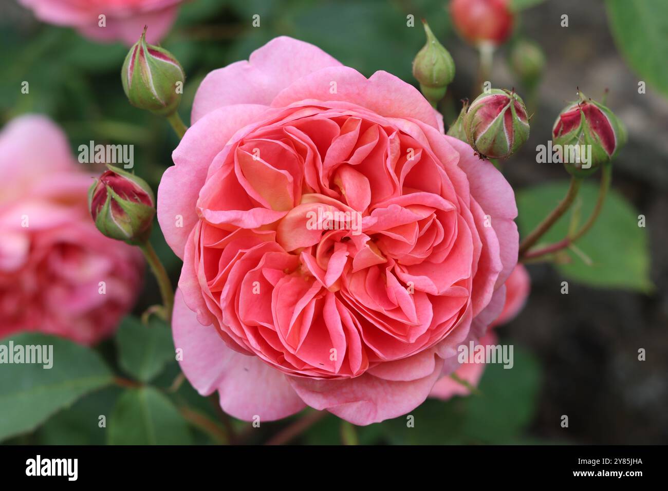 Gros plan d'une grande tête rose Banque D'Images