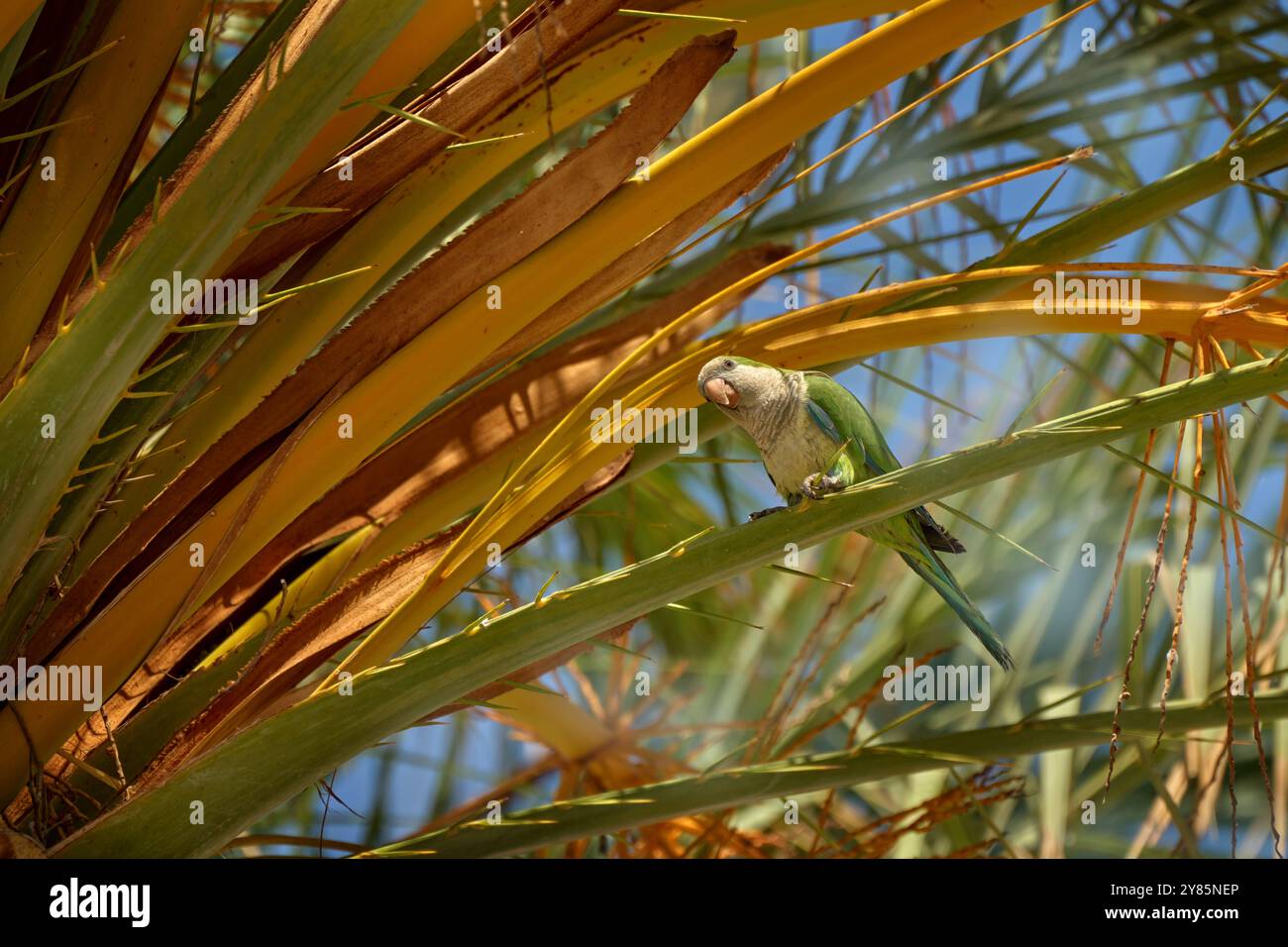 Perruche moine, Myiopsitta monachus, perroquet vert gris dans l'habitat naturel, nid de palmiers. Perroquet moine, chaude journée d'été à la Herradura, Andalousie à Spa Banque D'Images