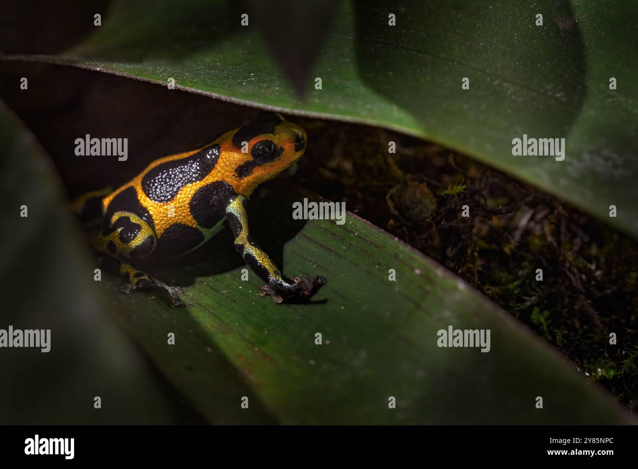 Ranitomeya summersi 'réticulé, petite grenouille tineuse sur la feuille verte dans l'habitat de la forêt naturelle. Summers poison grenouille de junge humide, San Martin, Cor Banque D'Images