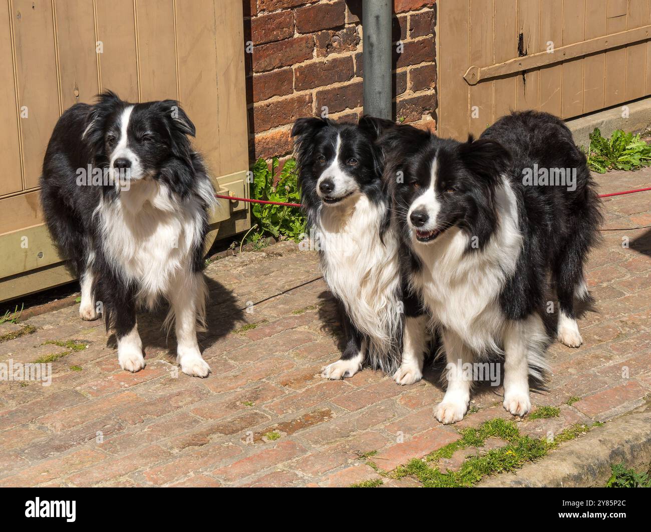 Trois jolis chiens Border Collie noirs et blancs, Derbyshire, Angleterre, Royaume-Uni Banque D'Images