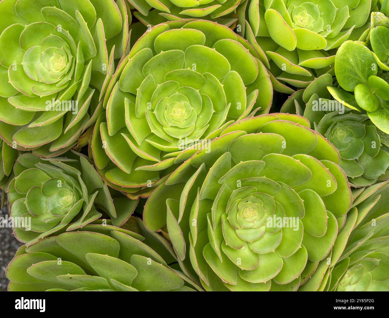 Un amas dense de rosettes succulentes vertes d'Aeonium canariense (Canary Island Aeonium) houseleek, septembre, Cornwall, Royaume-Uni. Banque D'Images