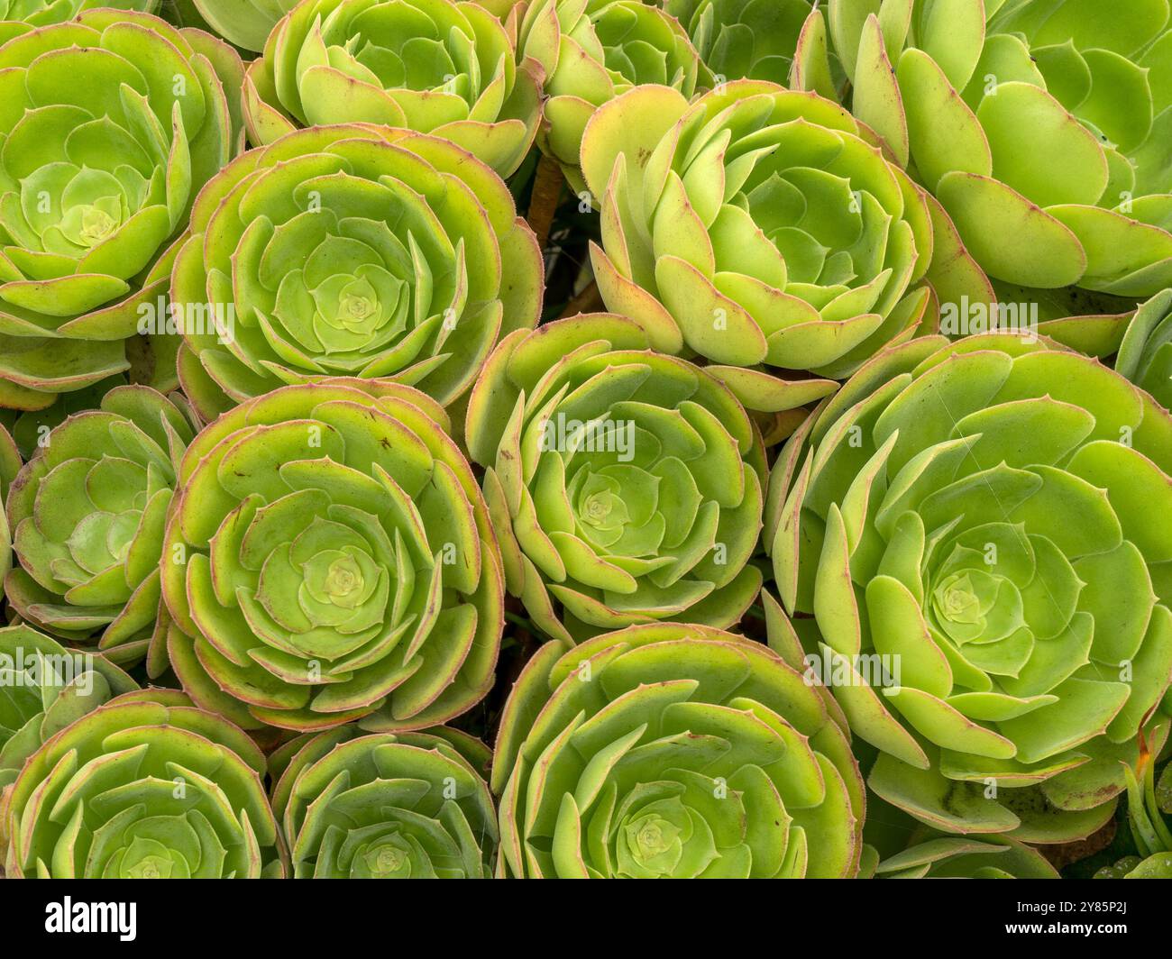 Un amas dense de rosettes succulentes vertes d'Aeonium canariense (Canary Island Aeonium) houseleek, septembre, Cornwall, Royaume-Uni. Banque D'Images