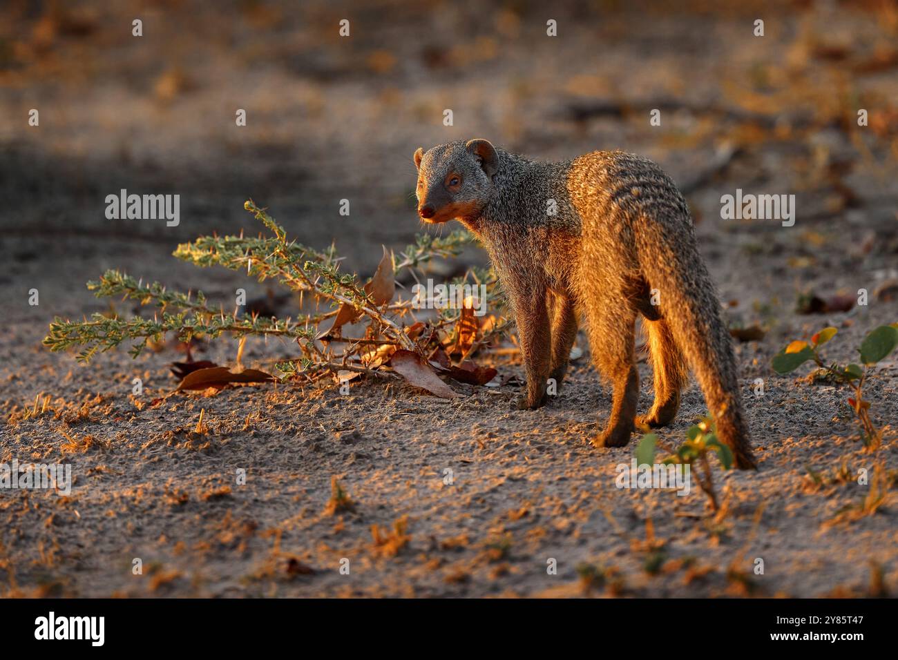 La mangouste baguée, Mungos mungo, mammifère du Sahel à l'Afrique australe. Coucher de soleil du soir avec la mangouste, animal sauvage de la rivière Khwai au Botswana, Afric Banque D'Images