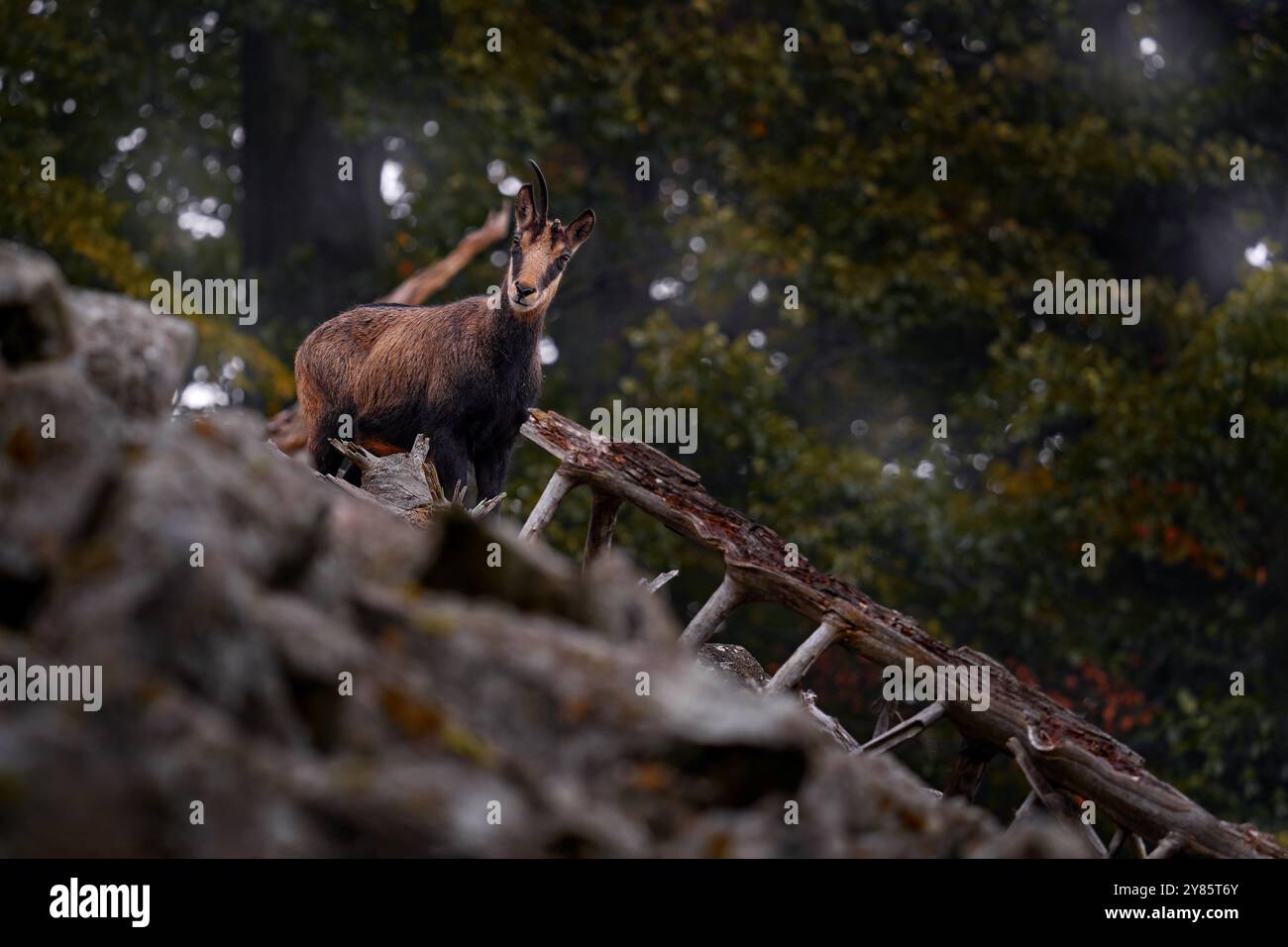 Groupe de chamois, Rupicapra rupicapra, sur la colline rocheuse, forêt en arrière-plan, colline Studenec, République tchèque. Scène animalière avec animal à corne, Chamois. Banque D'Images