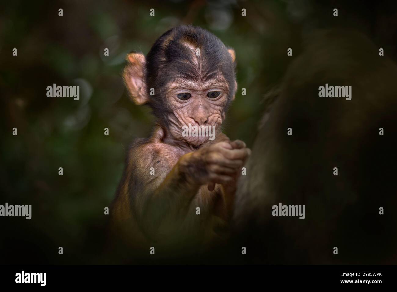 Macaque barbaire et enfant pris en image avec téléphone portable, singe sauvage à Gibraltar. Une seule espèce de singe sur le continent européen. La faune urbaine sur le dessus o Banque D'Images