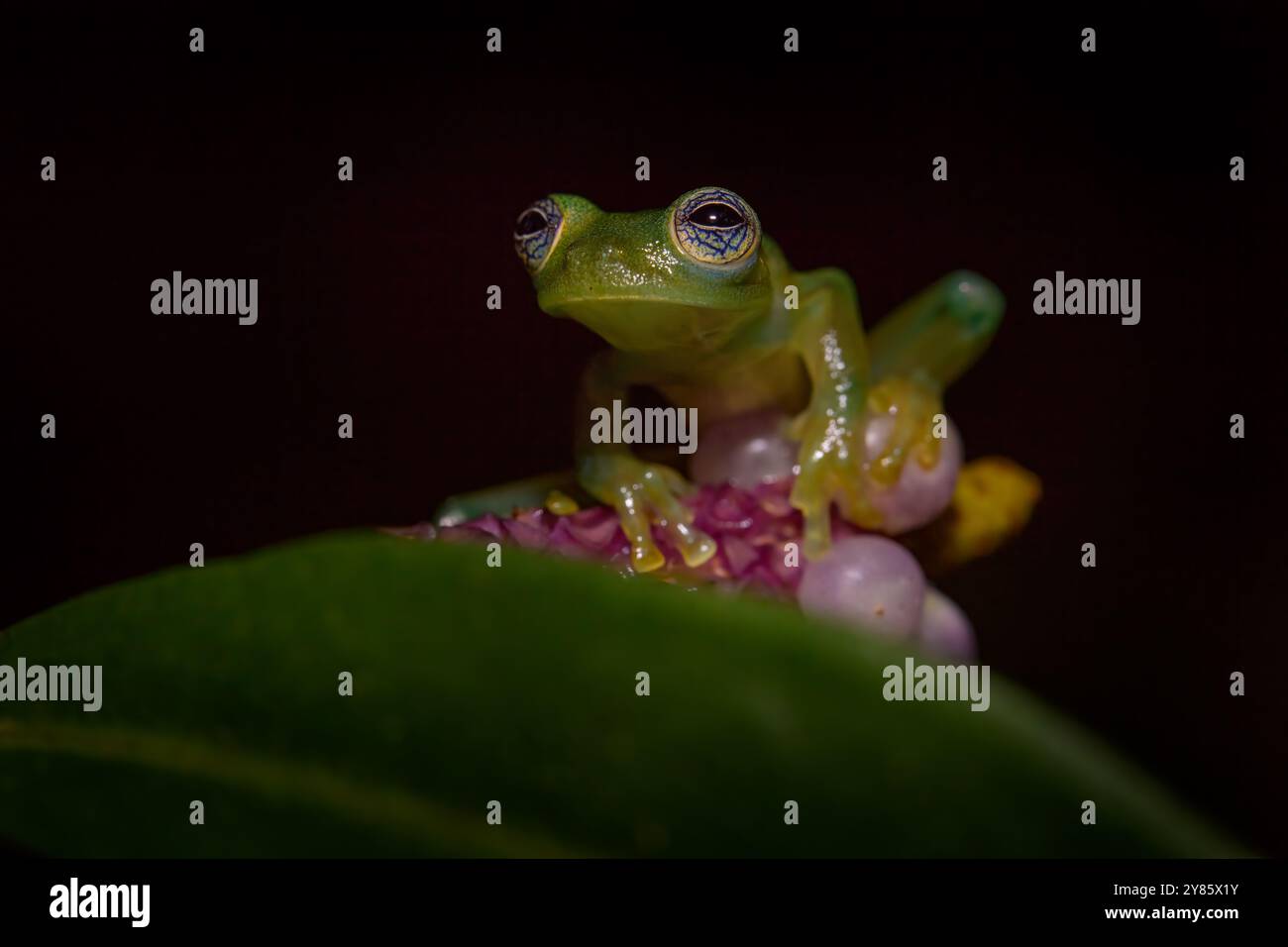 Panama faune. Grenouille arboricole aux yeux rouges, Agalychnis callidryas, Panama. Belle grenouille de la forêt tropicale. Animal de la jungle sur la fleur rouge. Vert Banque D'Images