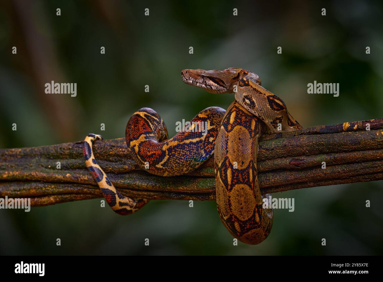 Vipère Boa constrictor dans la nature sauvage, Costa Rica. Scène animalière d'Amérique centrale. Voyage dans la forêt tropicale. Serpent dangereux de la jungle. Snake Banque D'Images