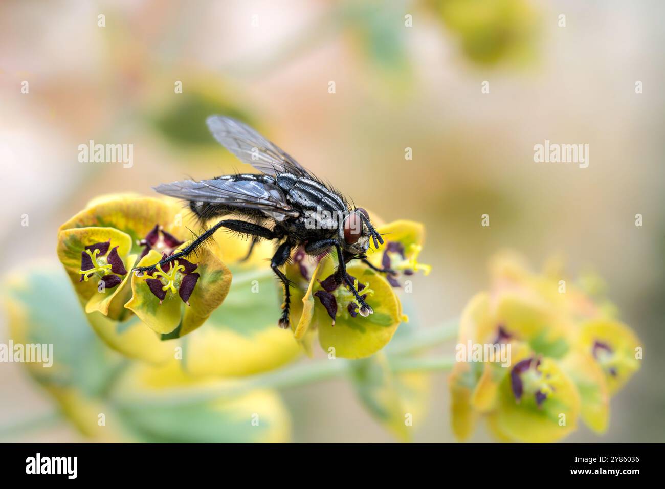 Macro d'une fly assis sur une fleur Banque D'Images