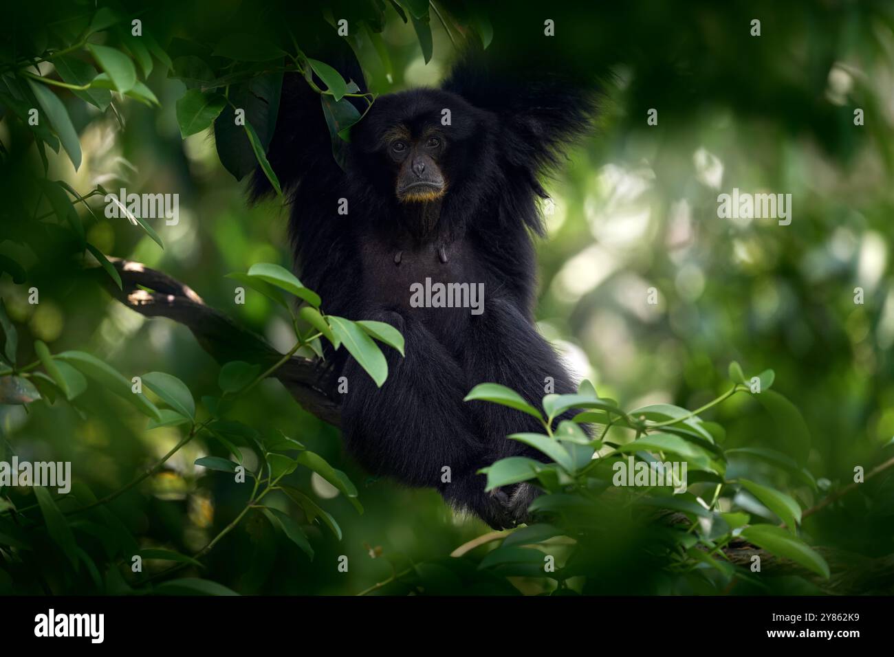 Siamang, Symphalangus syndactylus, gros singe noir assis dans l'habitat naturel, végétation sombre de forêt de Gree. Gibbon de Malaisie et Sumantra en AS Banque D'Images