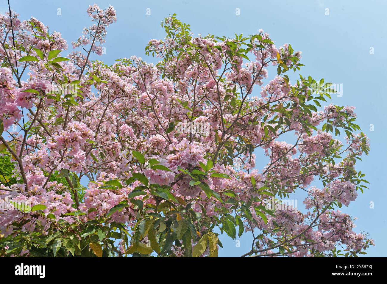 Magelang, Java central, Indonésie. 1er octobre 2024. Un certain nombre d'arbres Tabebuya (Handroanthus chrysotrichus) ont fleuri sur le bord de la route de la ville de Magelang, dans le centre de Java, le 1er octobre 2024. Tabebuya (Handroanthus chrysotrichus), ou arbre de trompette, est un type de plante originaire du Brésil et est un grand arbre. Les arbres Tabebuya fleurissent deux fois par an à proximité en raison de l'influence des saisons sèches et pluvieuses, mais les fleurs qui fleurissent ne durent que 10 jours après cette chute dans le vent, de nombreux résidents l'utilisent pour prendre des selfies près des arbres Tabebuya (crédit image : © Dasril Roszandi/ZUMA Press Wire) EDITORI Banque D'Images