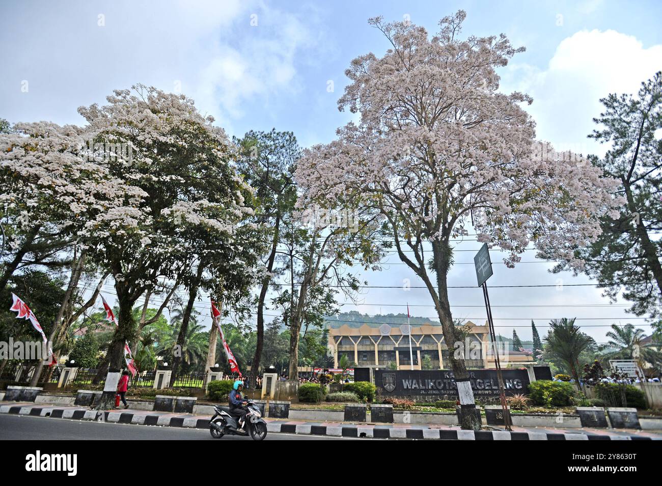 Magelang, Java central, Indonésie. 1er octobre 2024. Un certain nombre d'arbres Tabebuya (Handroanthus chrysotrichus) ont fleuri sur le bord de la route de la ville de Magelang, dans le centre de Java, le 1er octobre 2024. Tabebuya (Handroanthus chrysotrichus), ou arbre de trompette, est un type de plante originaire du Brésil et est un grand arbre. Les arbres Tabebuya fleurissent deux fois par an à proximité en raison de l'influence des saisons sèches et pluvieuses, mais les fleurs qui fleurissent ne durent que 10 jours après cette chute dans le vent, de nombreux résidents l'utilisent pour prendre des selfies près des arbres Tabebuya (crédit image : © Dasril Roszandi/ZUMA Press Wire) EDITORI Banque D'Images