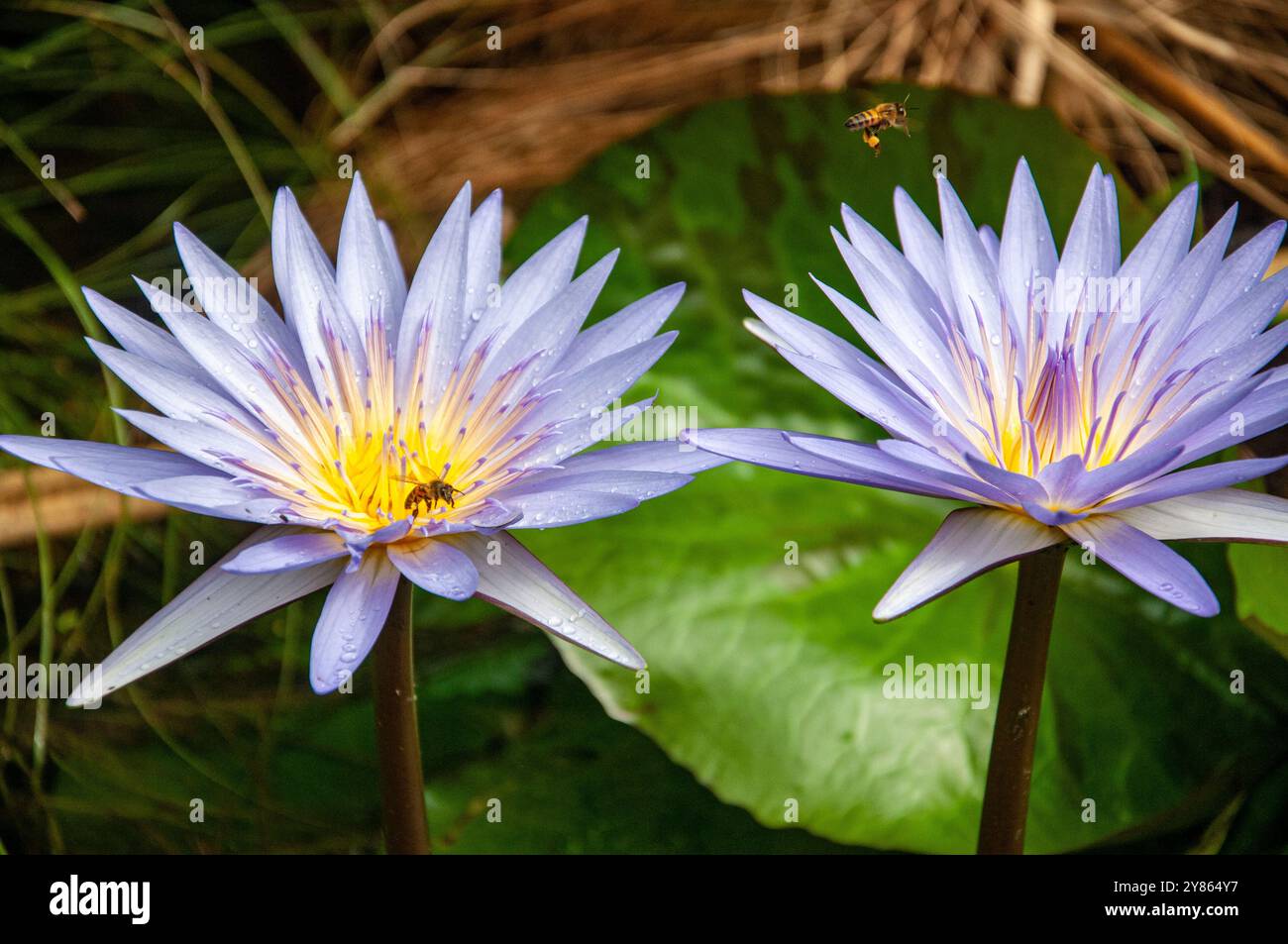 Nénuphar bleu ( Nymphaea nouchali ) - Lac Victoria - Ouganda Banque D'Images