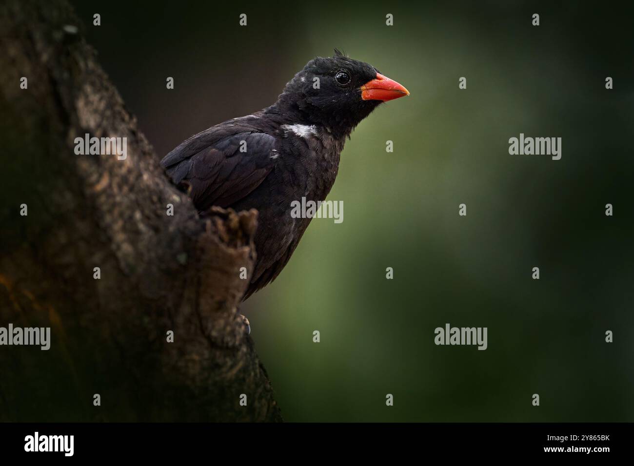 Tisserand de buffles à bec rouge, Bubalornis Niger, oiseau noir avec bec rouge assis sur le tronc de l'arbre dans l'habitat naturel, Maun, Botswana en Afrika. Tissage Banque D'Images