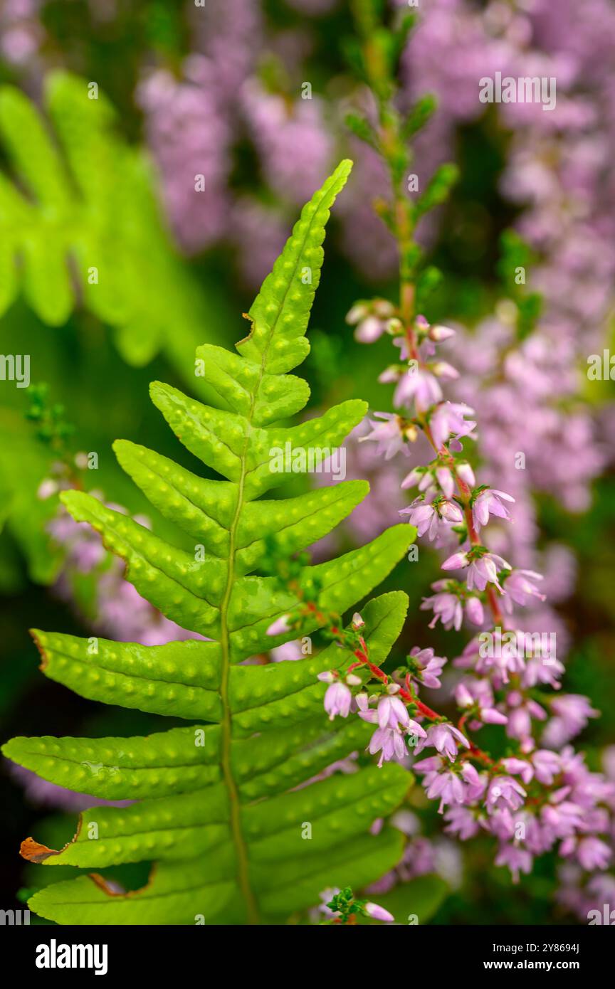 Gros plan de fougère (Polypodium vulgare) et de bruyère (Calluna vulgaris) à fleurs roses poussant à l'état sauvage sur une île de Telemark, Norvège. Banque D'Images