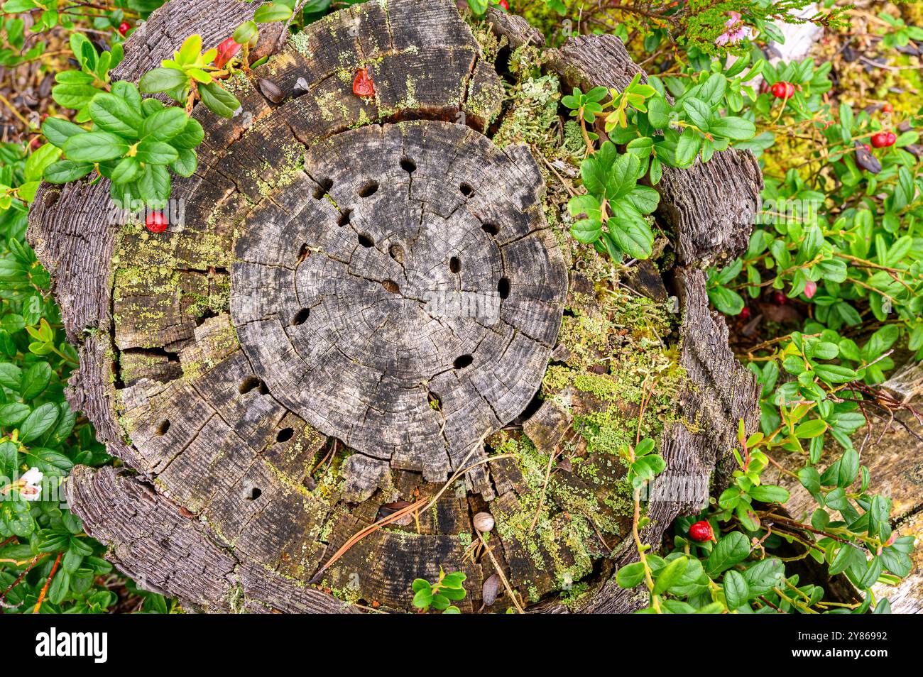 Gros plan d'un arbre mort décédé d'une attaque de coléoptère montrant les trous de forage dans la souche. Île sur la côte sud, comté de Telemark, Norvège. Banque D'Images