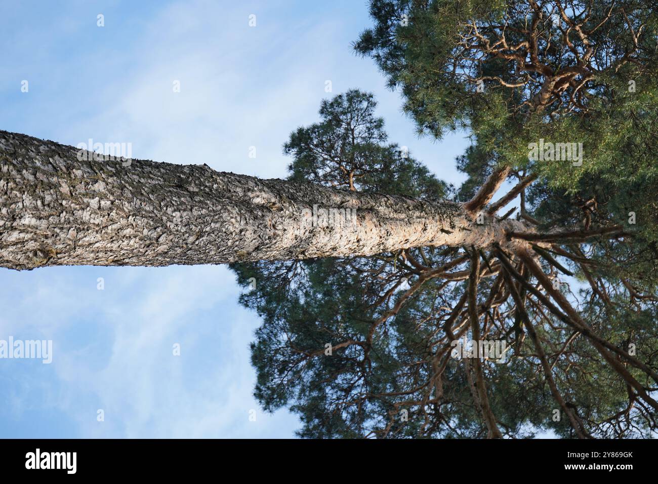 Sommet d'arbre contre le ciel bleu. La forêt de pins est une ressource naturelle. Spectaculaire vue pleine grandeur du pin. Pinus contorta Banque D'Images