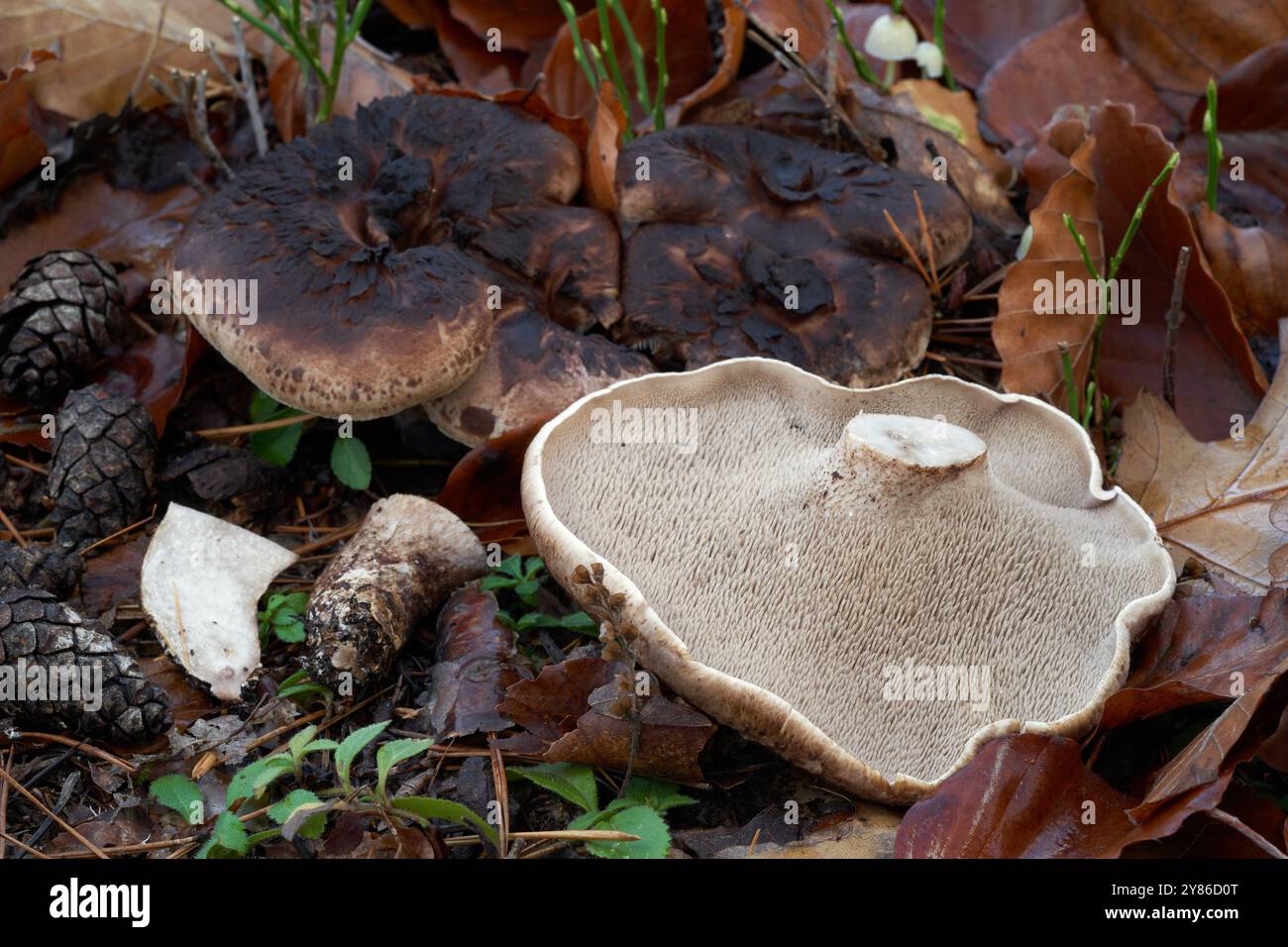 Champignon comestible Sarcodon squamosus dans la forêt de pins. Connu sous le nom de Scaly Tooth. Champignon brun sauvage sur le sol. Banque D'Images