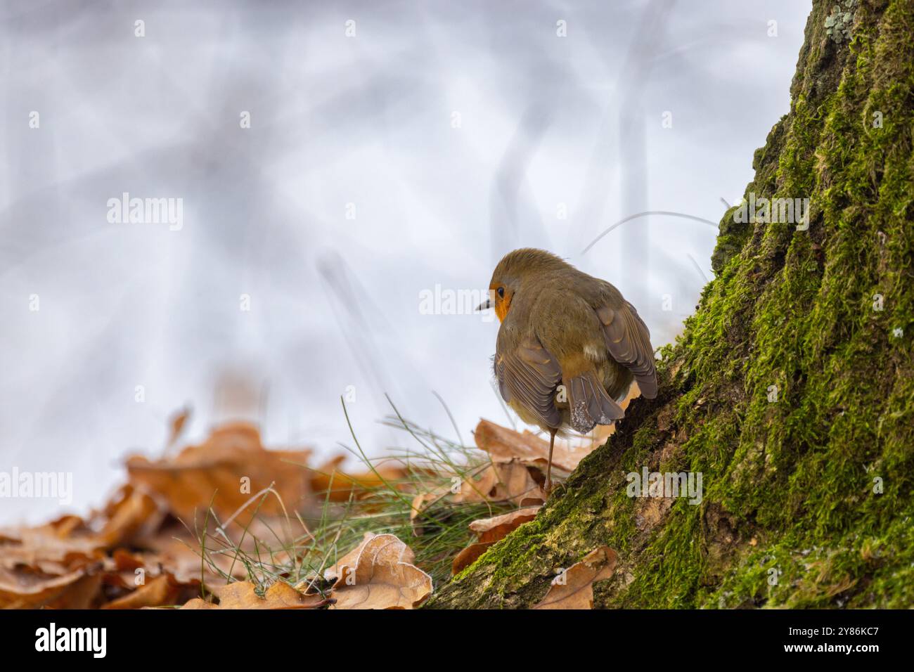 Un oiseau serein et paisible se repose doucement contre un tronc d'arbre moussue au milieu d'un beau tapis de feuilles tombées Banque D'Images