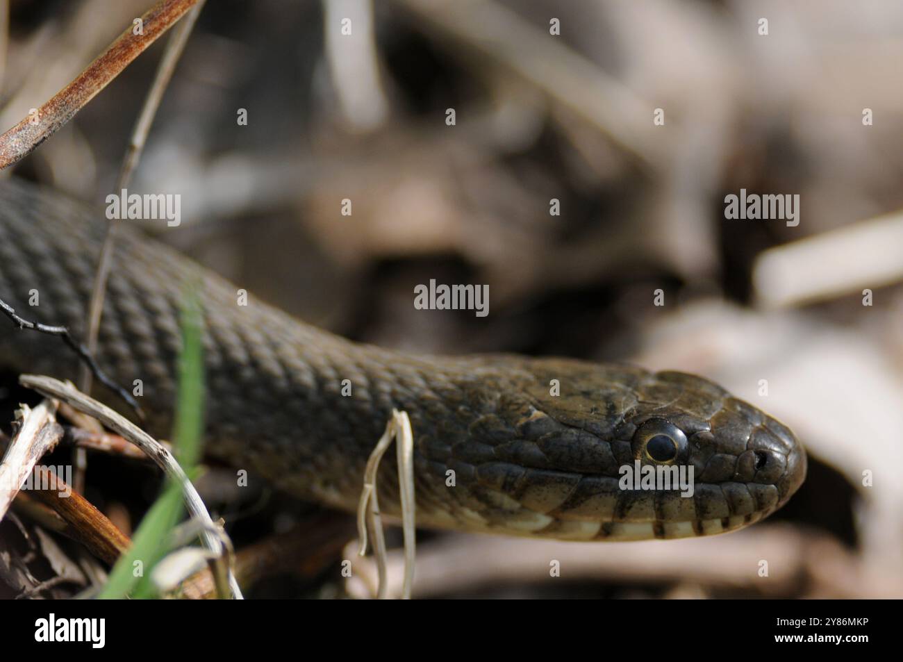 Rat Snake gros plan de profil Banque D'Images