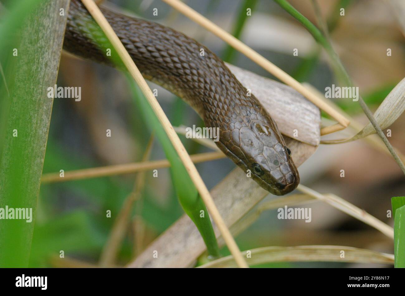 Serpent d'eau du Nord se déplaçant dans l'herbe Banque D'Images