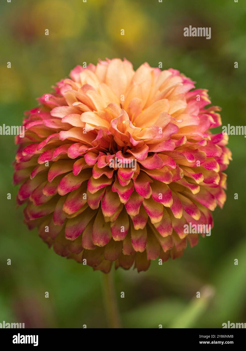 Gros plan sur les fleurs isolées de pompon rose rouge et orange jaune zinnia elegans fleurissant à l'extérieur dans le jardin Banque D'Images