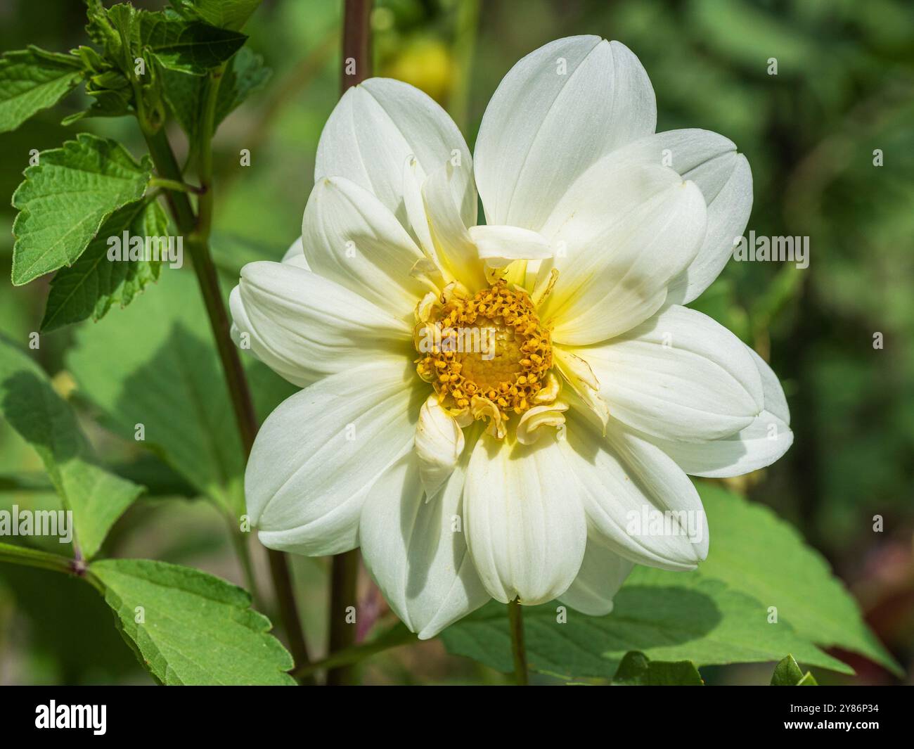 Gros plan de la tige, des feuilles et de la fleur blanc crémeux et jaune doré de dahlia pinnata fleurissant à l'extérieur dans le jardin isolé sur fond naturel Banque D'Images