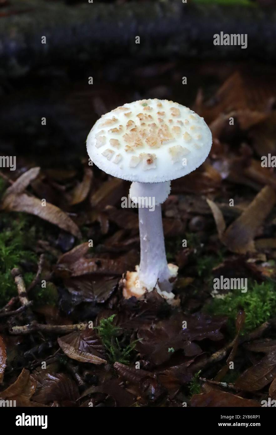 Faux champignon Deathcap, Amanita citrina, Amanitaceae. Bricket Wood, Hertfordshire, Royaume-Uni Banque D'Images