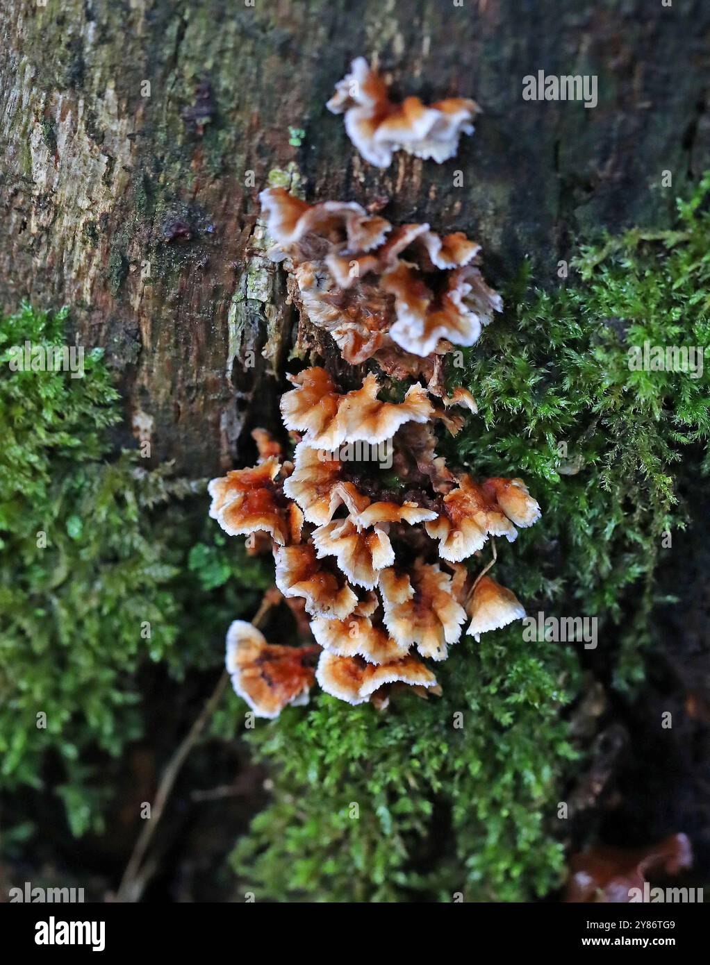 Saignement de croûte de chêne, Stereum gausapatum, Steareaceae. Stereum est le genre type de la famille des champignons Stereaceae, dans l'ordre des Russulales. Banque D'Images