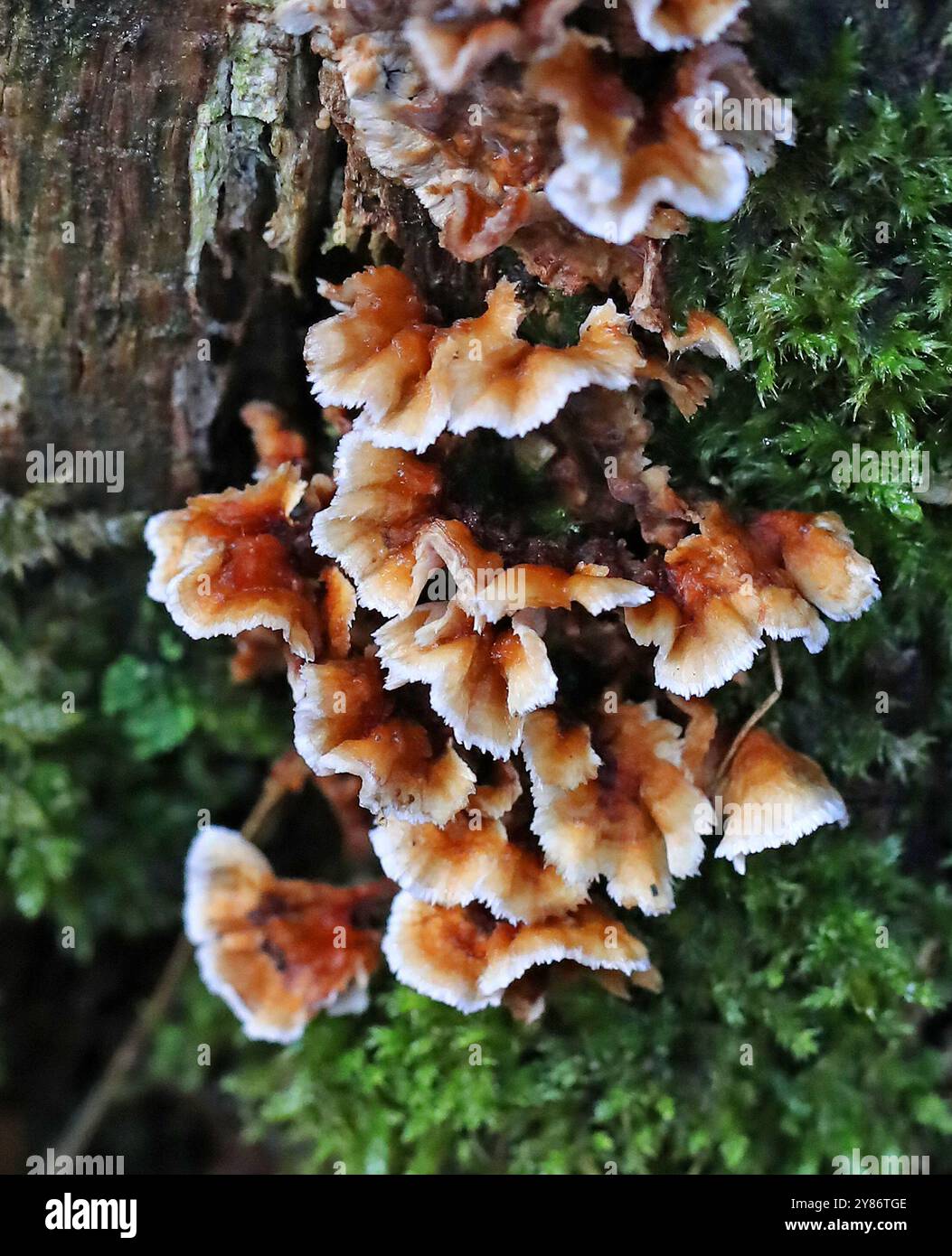 Saignement de croûte de chêne, Stereum gausapatum, Steareaceae. Stereum est le genre type de la famille des champignons Stereaceae, dans l'ordre des Russulales. Banque D'Images